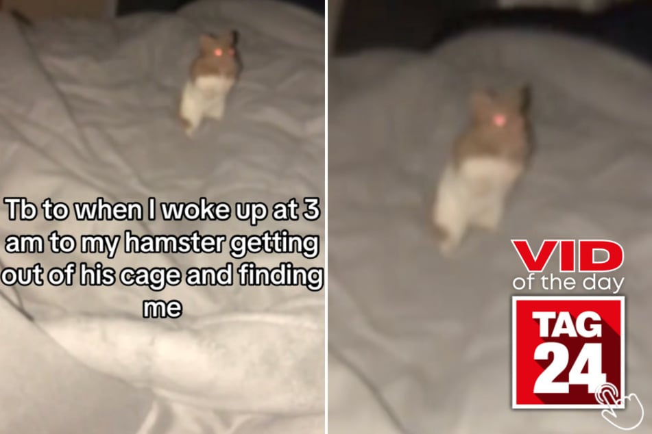 This hamster escaped his cage at 3 AM, found his owner's room, and climbed onto her bed just to be near her!