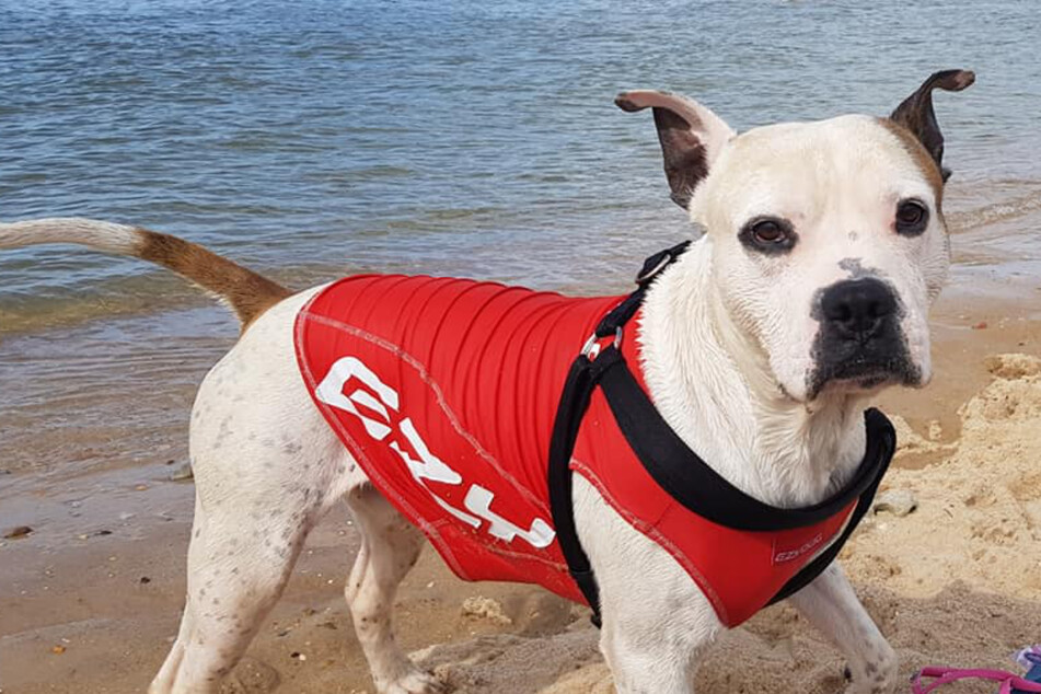 Hero on four legs: Water-loving pup saves boy from drowning!
