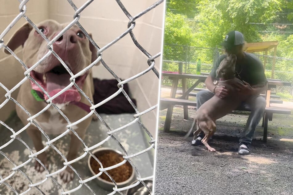 Dog survives brutal crash that killed her owner – can rescuers track down her faraway family?