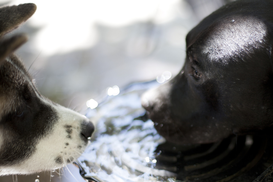 Dogs will only drink together if their rank in the pack allows it.