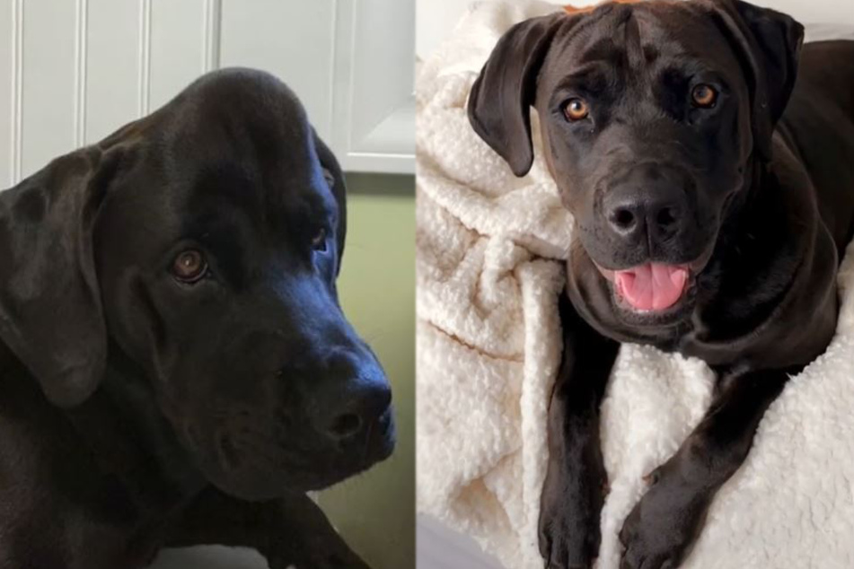 Left: The dog was crowned with a huge bump on the head. Right: This is how the four-legged friend looked before and probably also after.