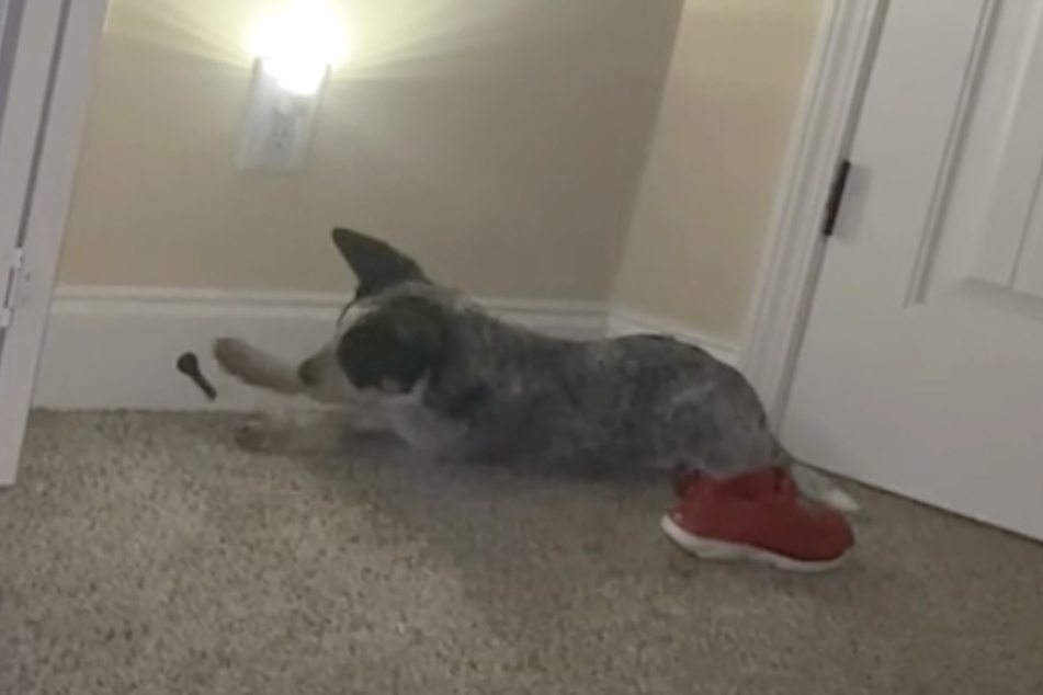 This puppy noticed that springy doorstops loudly bounce back into place – at the early time of 4:30 AM!