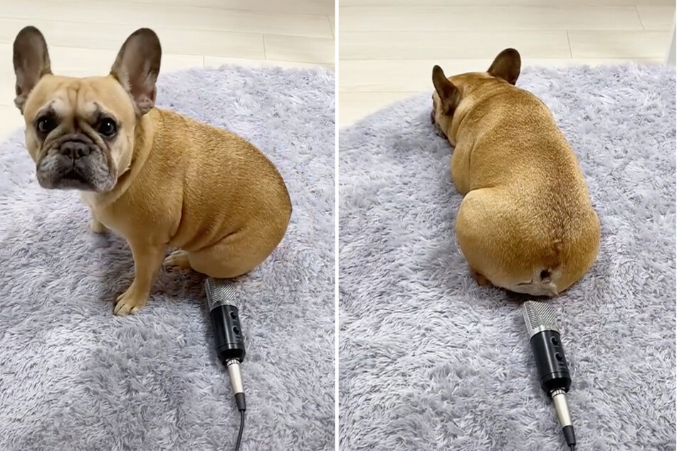 This dog farted in a microphone and quickly became a TikTok sensation!