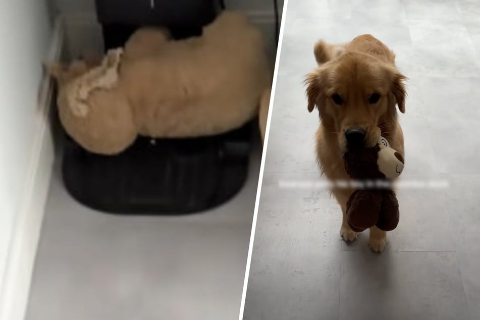 Woman's vacuum robot stops working – when she sees what her dog is doing with it, she laughs out loud