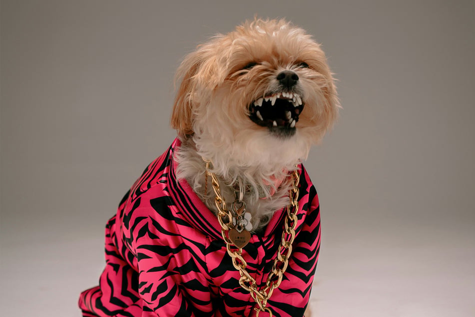 When do dogs lose their baby teeth?