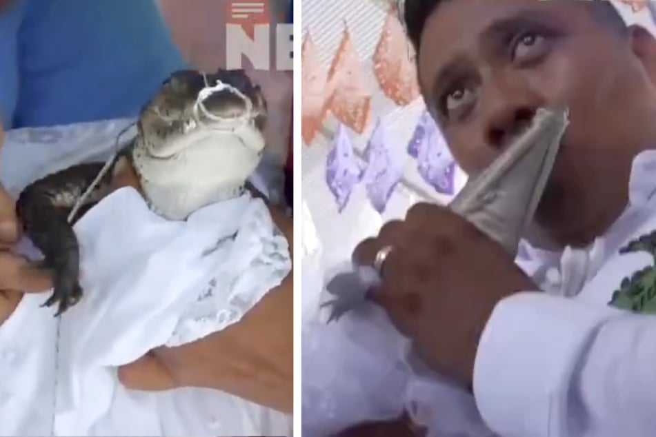 A video from Mexico showing a wedding between a man and a crocodile has gone viral on the internet.