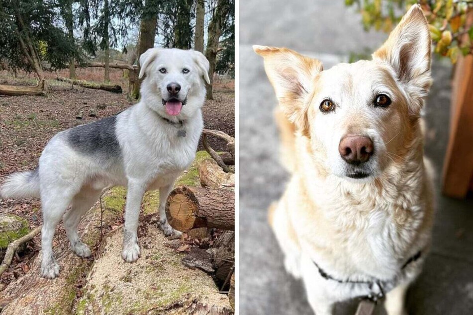 Goberians are a cute mix between Golden Retrievers and Husky dogs! Byron (l.) is a Goberian from London and fellow Goberian Vaughn (r.) lives in Portland, Oregon.