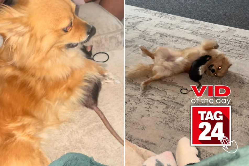 Viral Video of the Day for January 20, 2026: Tiny rat takes on Chihuahua in chaotic fight