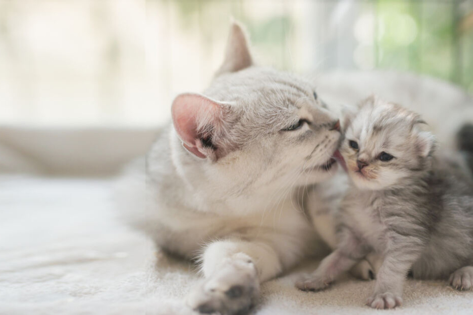 What to expect when your cat is expecting