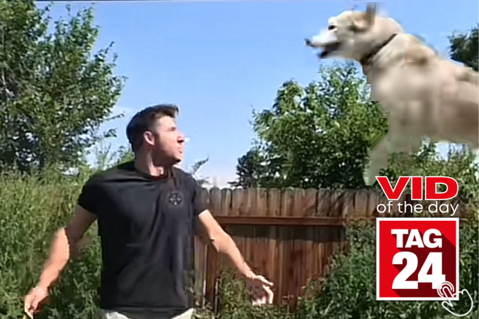 Today's Viral Video of the Day shows a pup on TikTok having a bouncin' good time outside with this owner!