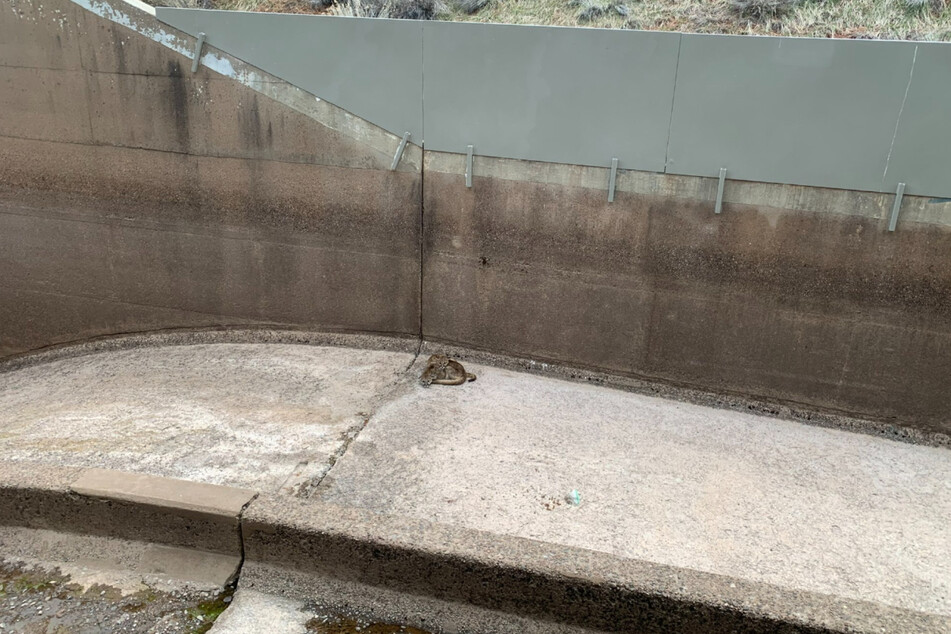 Colorado officials save two mountain lion cubs from a spillway in a dramatic rescue!