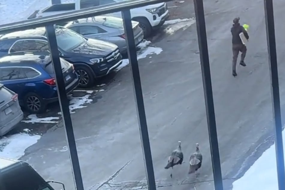 Turkey terror! UPS driver runs away from aggressive birds in hilarious video