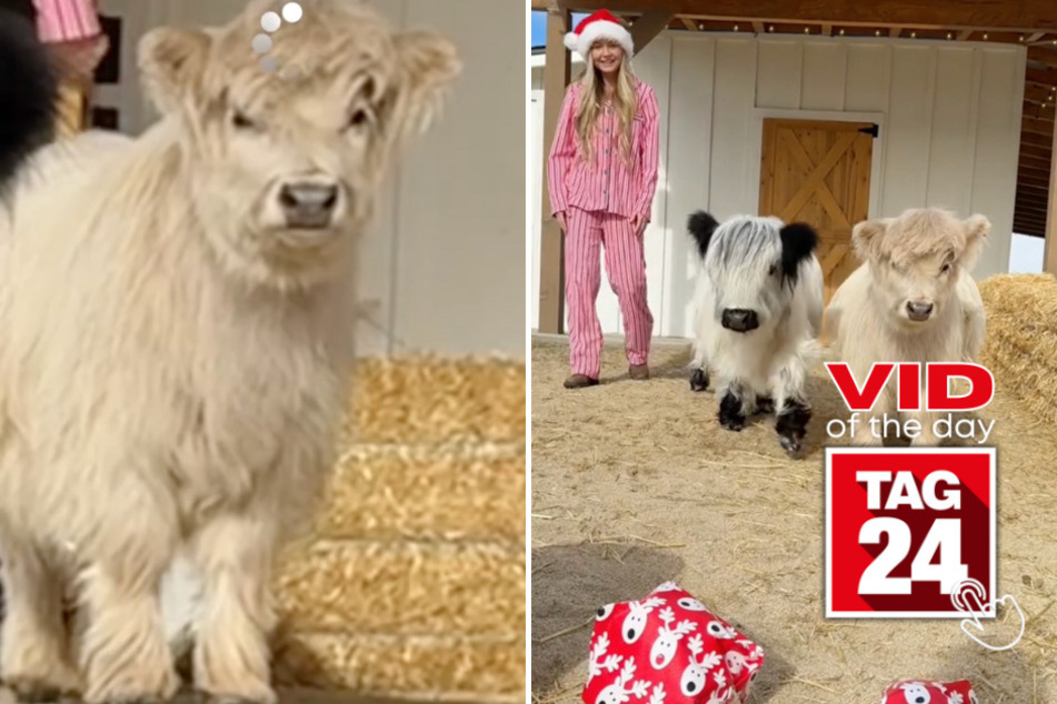 Viral Video of the Day for December 31, 2023: Adorable mini cows open Christmas presents for the first time