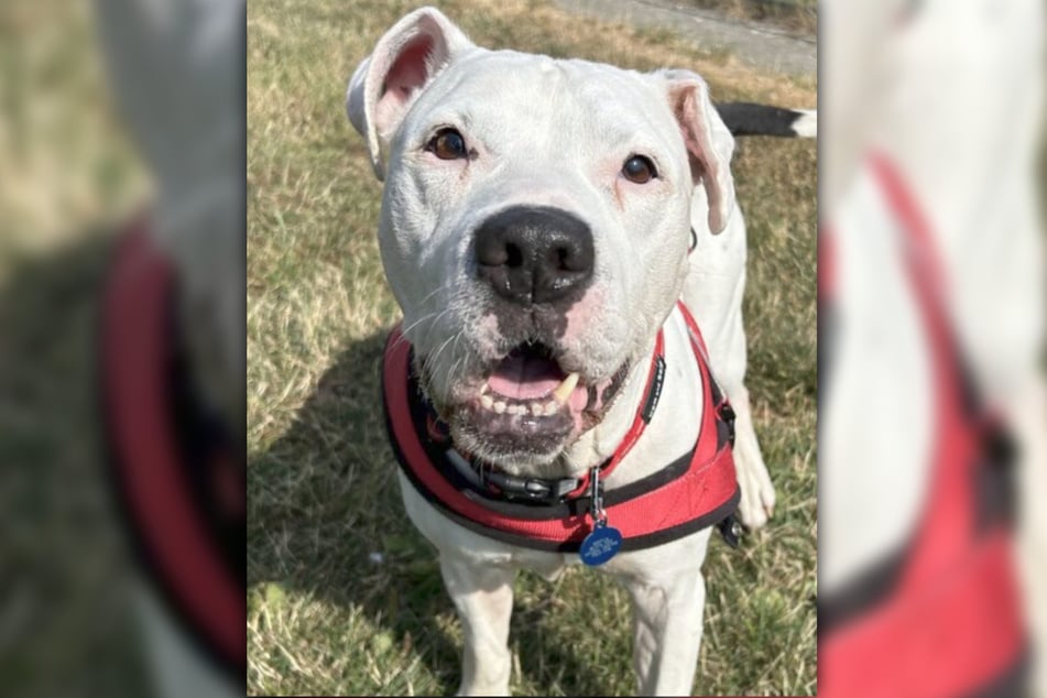 Eddie is looking for a new home. The dog was born deaf, as rescuers have now determined.