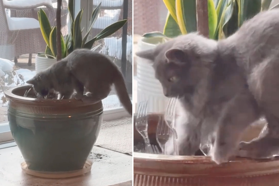 Butters didn't hesitate and pulled the plastic forks out of the soil.
