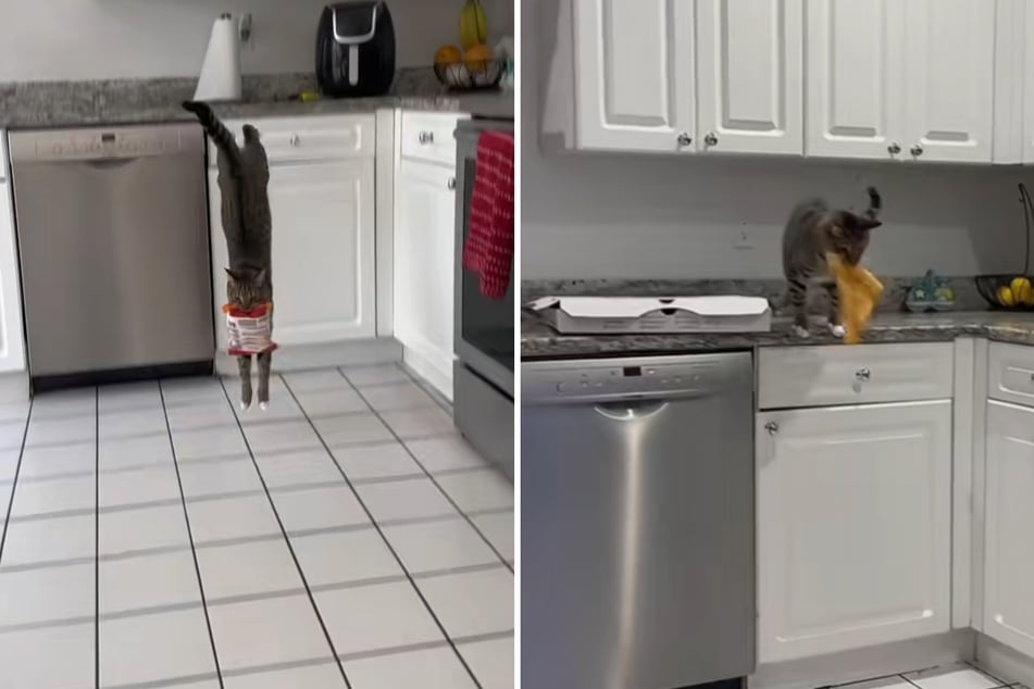 Loki the cat always finds something to steal – even the last slice of pizza!
