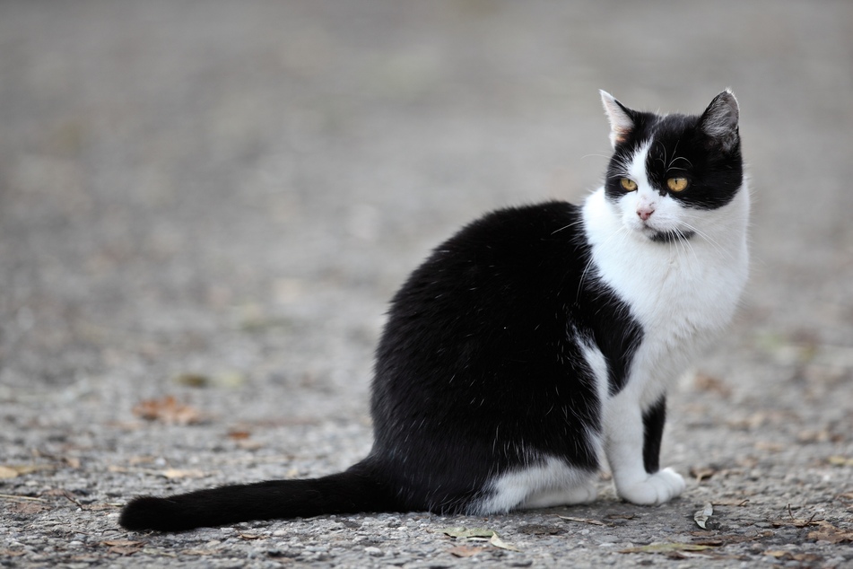Cat chat: former Alexa engineer creates app that translates meowing