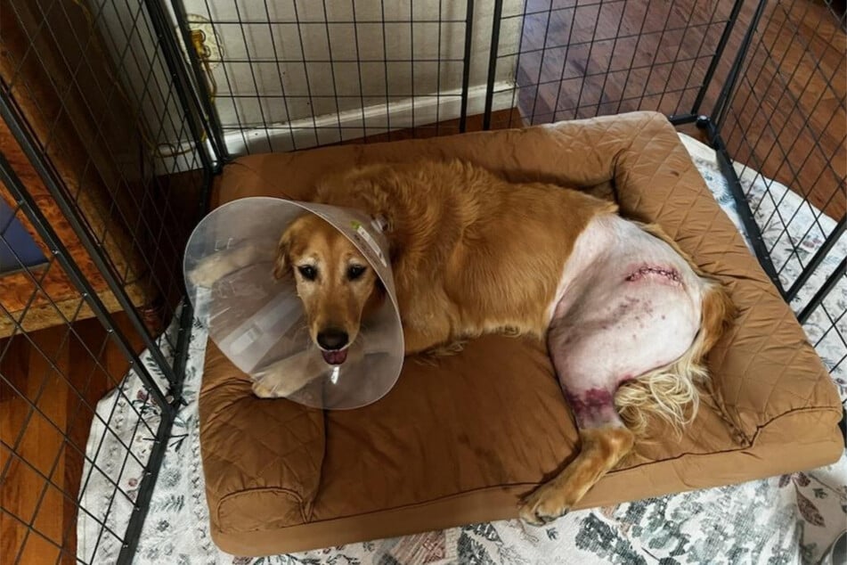 Service dog Jersey was injured in the collision, suffered a severe pelvic fracture.