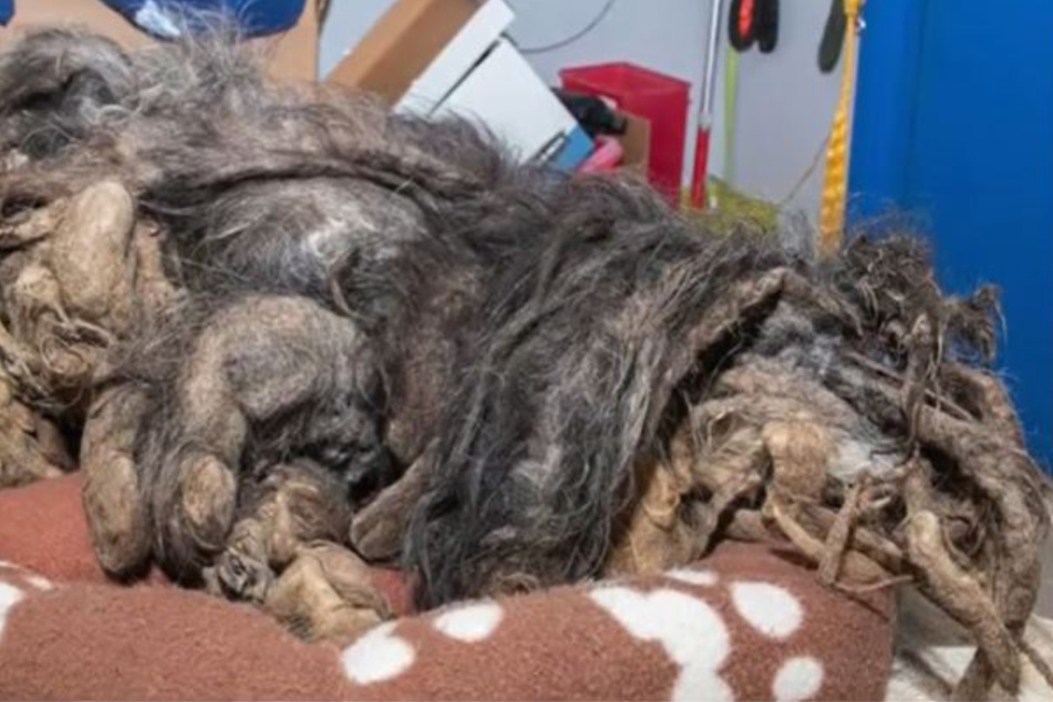 What a sight! At first, Vanessa De Prophetis didn't even know where the front and back of this dog were.