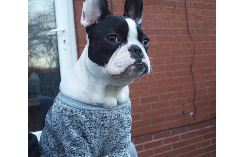 French Bulldog TJ recovered quickly from the procedure.