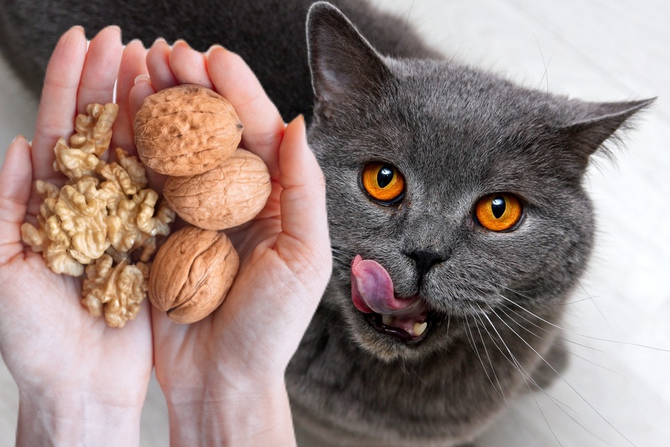 Yes or no: Are cats allowed to eat nuts?