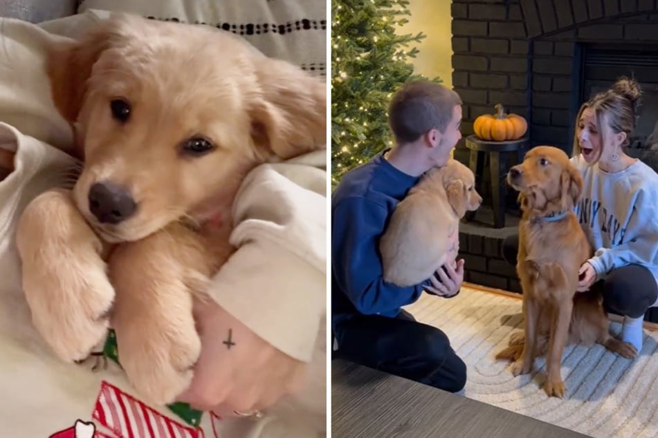 Golden retriever has the sweetest reaction to meeting puppy for the first time!