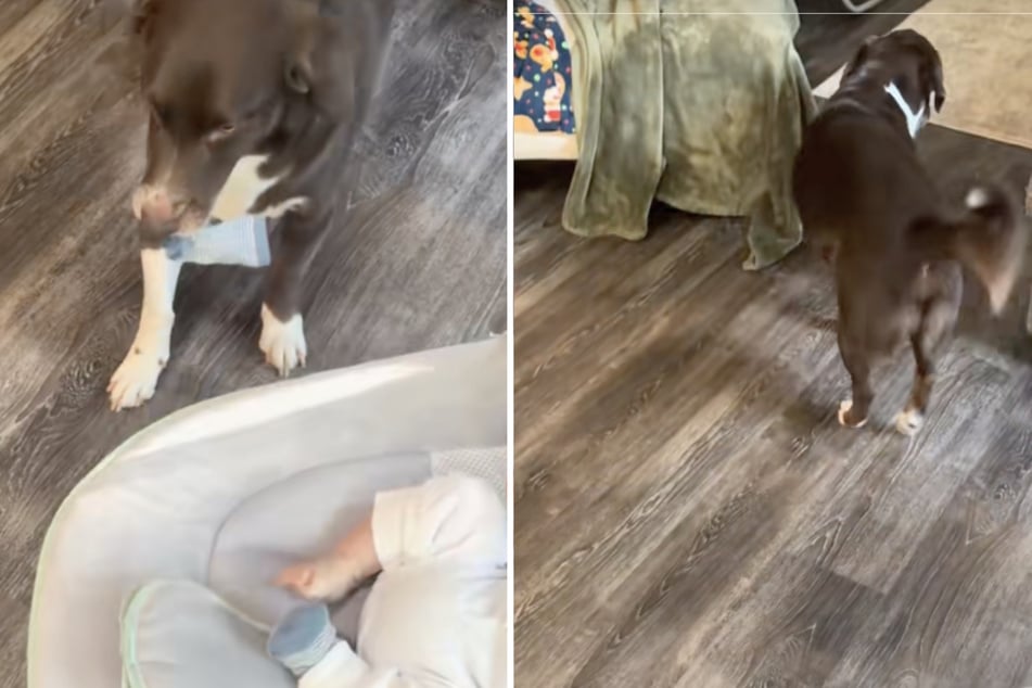 The new mom has already prepared herself for the "brothering" about to go down between her dogs and newborn baby, Rio.