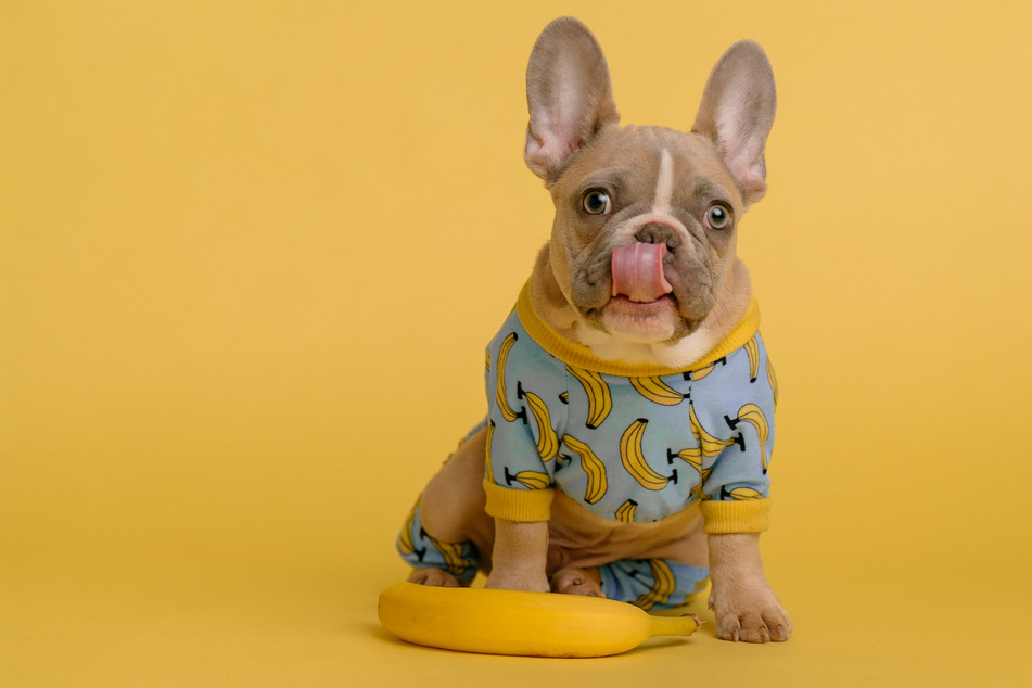 Why do dogs lick their lips?