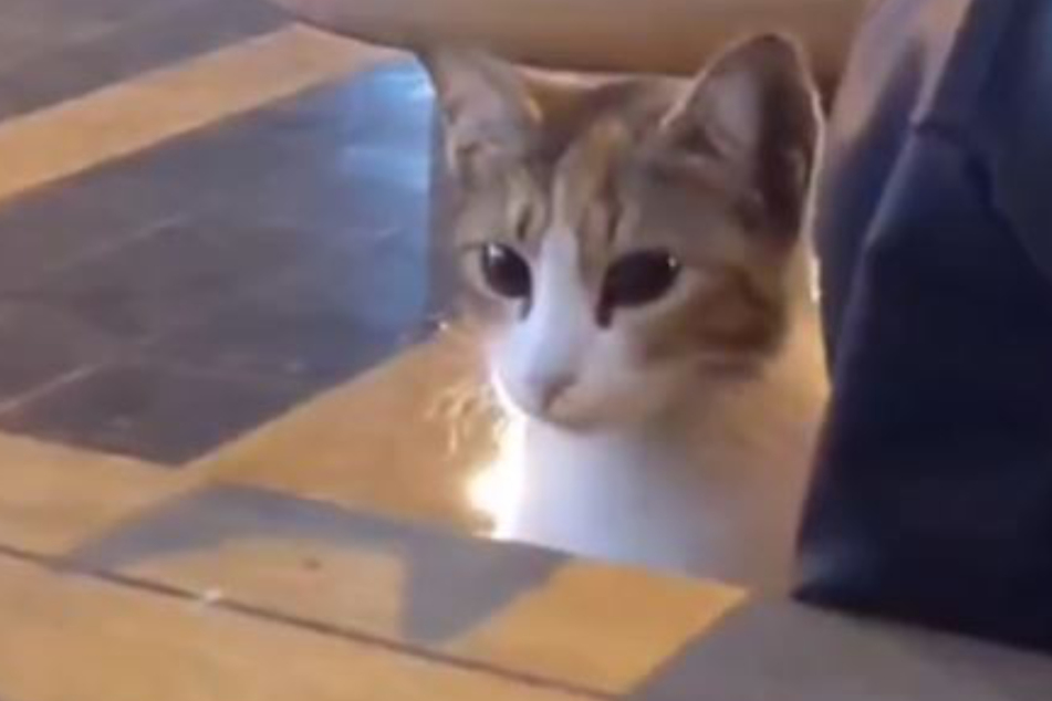 This little cat fell in love with Basil Akwan and his girlfriend!