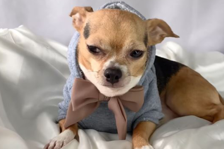 Buddy's irritated look has delighted fans on Instagram.