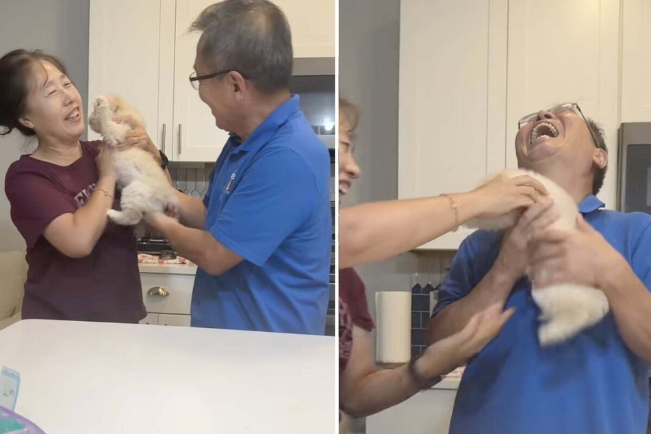This couple's reaction to being surprised with a puppy after their dog's death is everything