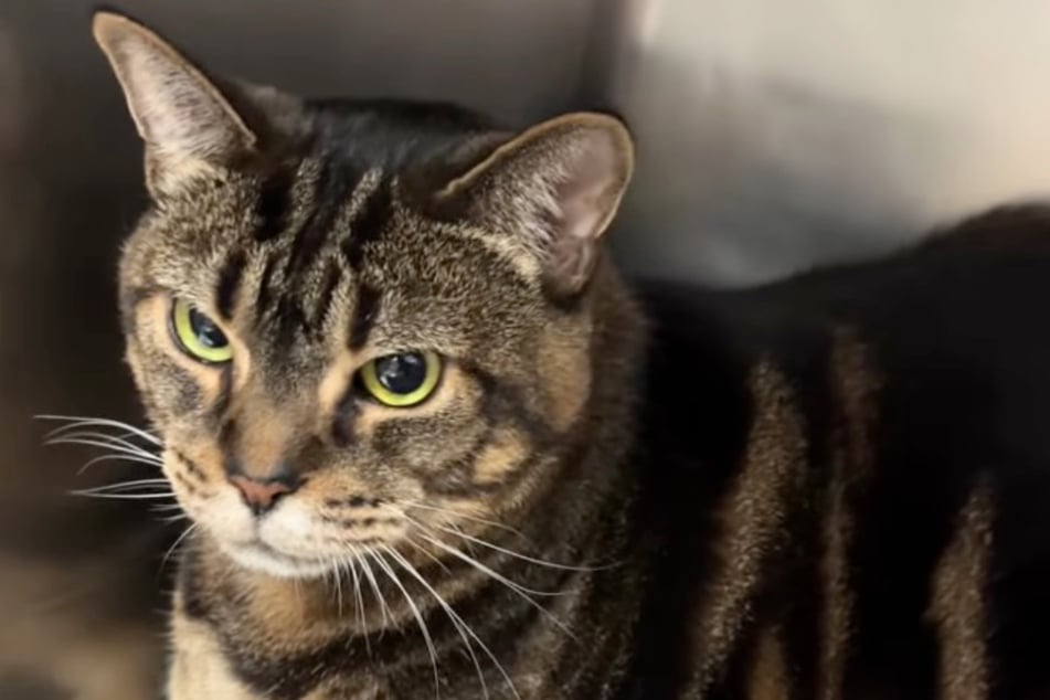 Pumpkin the cat was to be euthanized at the age of eleven – and in good health.