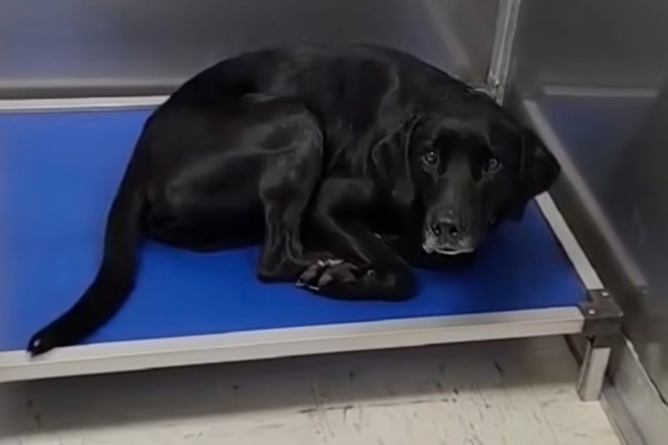 A radical change of mood: Sam the dog realizes that his owner has left him.