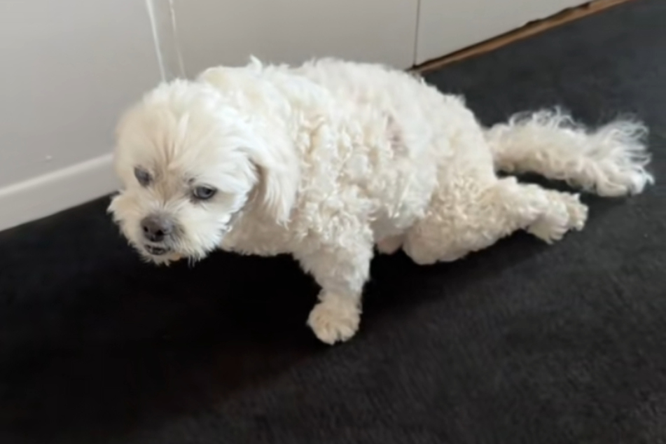 Shortly after the moment filmed in the video, the terminally ill dog retreated under the bed where he peacefully fell asleep for the last time.