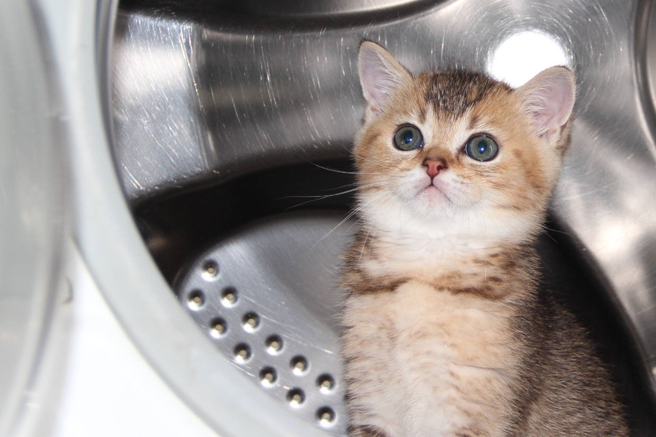 Missing kittens turn up in the strangest place!