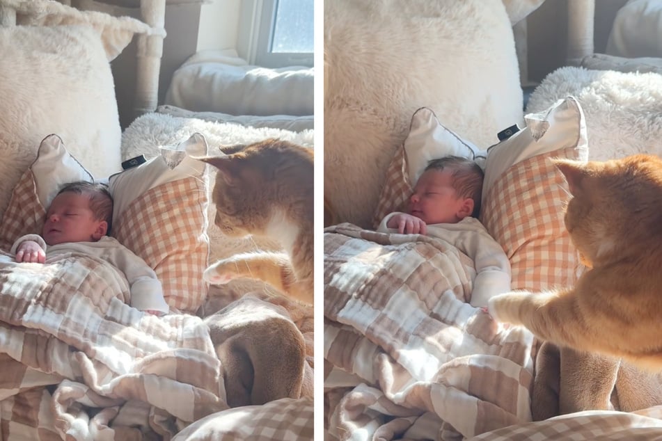 The cat approached baby Denver with gentle caution.