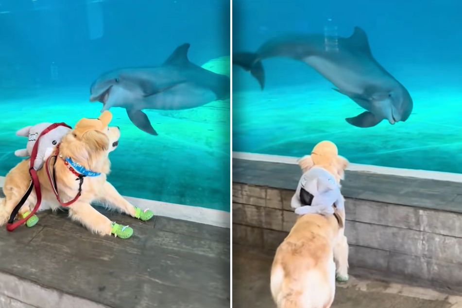 Golden Retriever's adorable reaction to meeting dolphin goes viral!