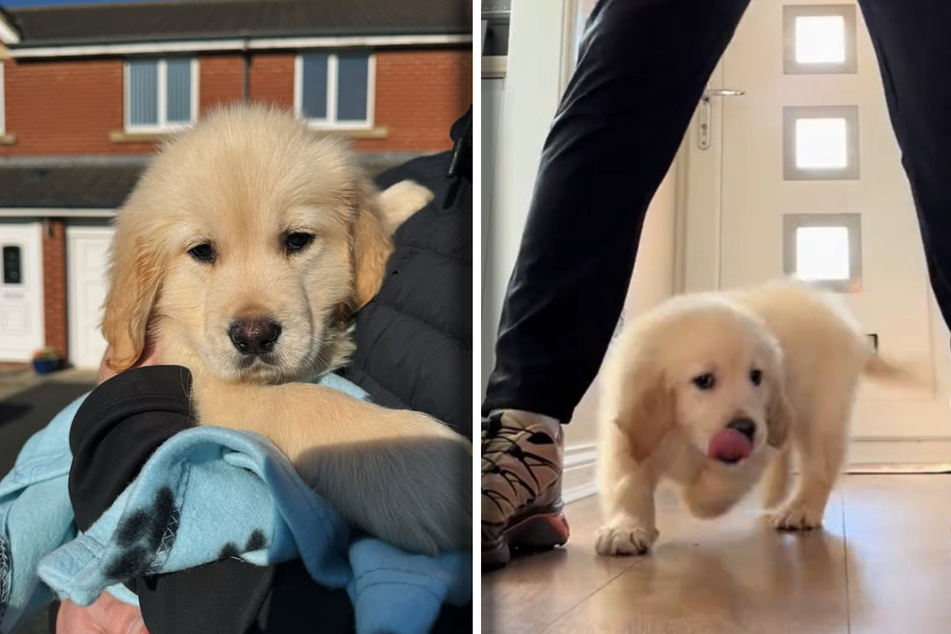 They have only known each other for a few days, but Dug the puppy has already been putting his new owners through the ringer!