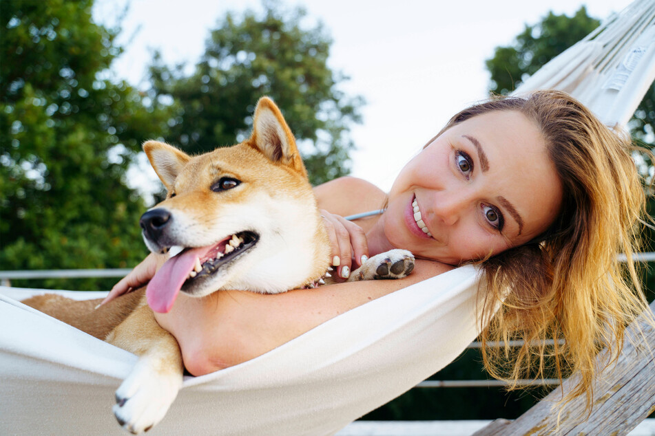 Is there any Japanese dog breed sweeter and cuter than the Shiba Inu?