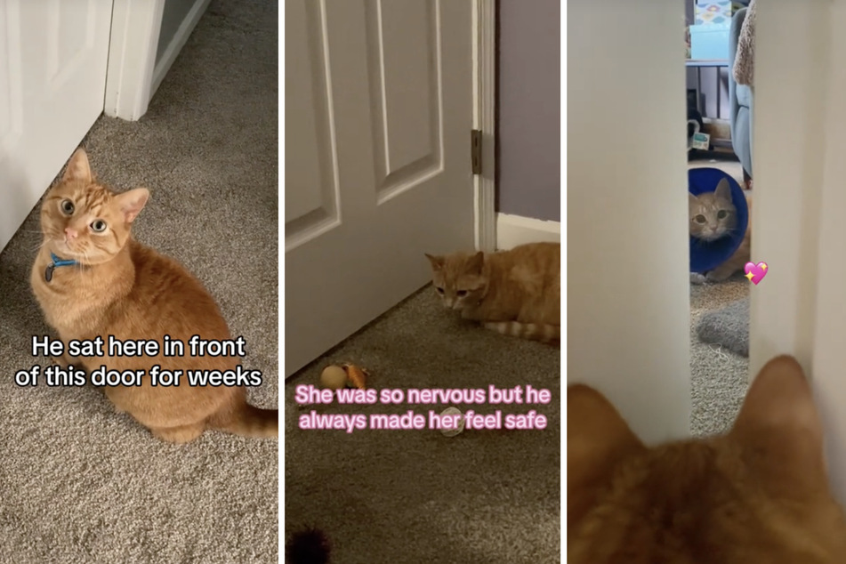 Nala the rescue cat was having trouble adjusting to her new role as a house pet when she met the love of her kitty life through a closed door.