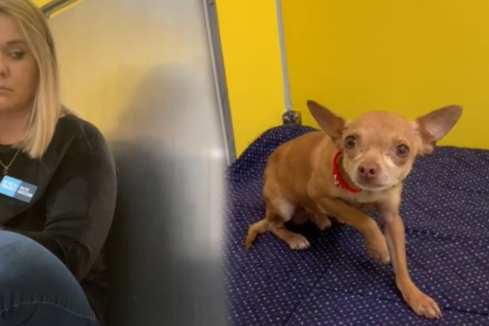 Traumatized dog shakes with fear, but shelter volunteer knows just what to do