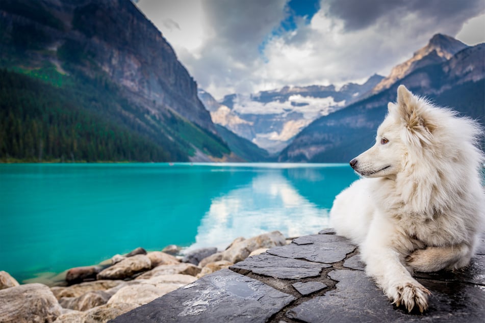 Samoyeds are some of the sweetest and most elegant dogs in the world.