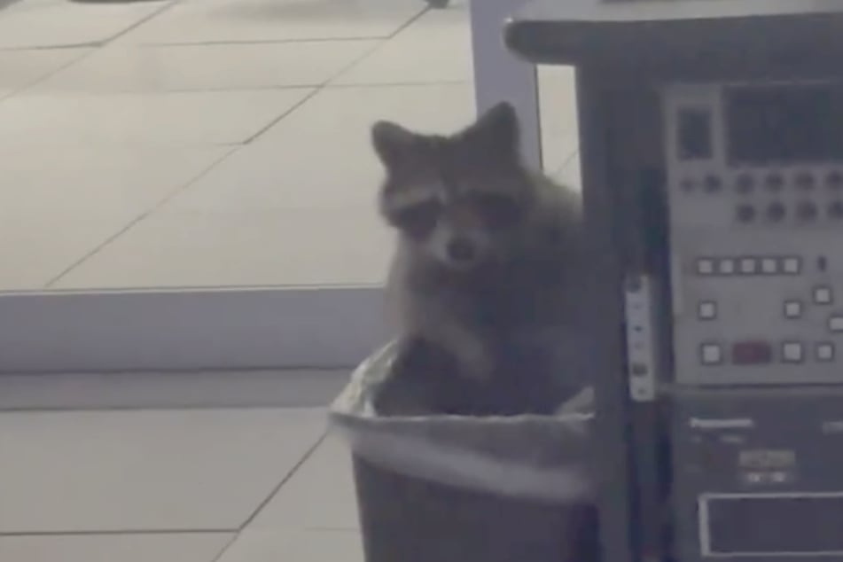 These employees knew someone had been messing with their office, but they had no idea who it was. It is now clear who the new animal "colleague" is!