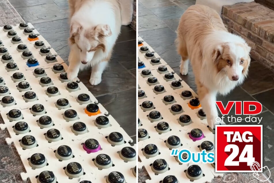 This clever dog had his owner thinking the worst after pressing "stranger" and "outside" on his talking buttons – but the real surprise waiting at the door had everyone laughing!