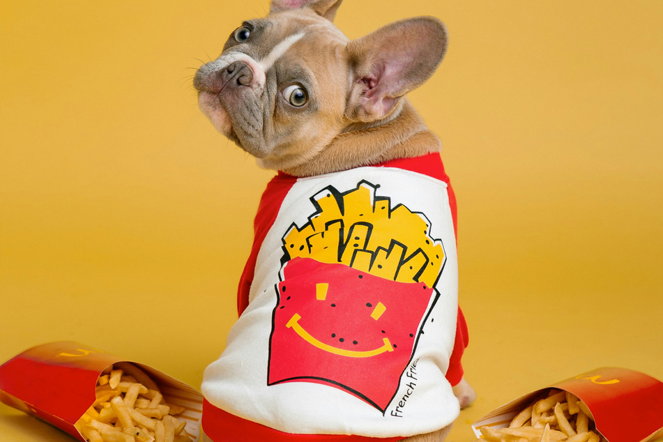 The only thing a French bulldog seems to like more than food is a long snooze.