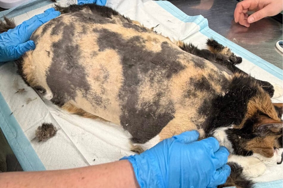 Shelter workers are horrified at condition of surrendered cat: "A case we truly have never witnessed before"