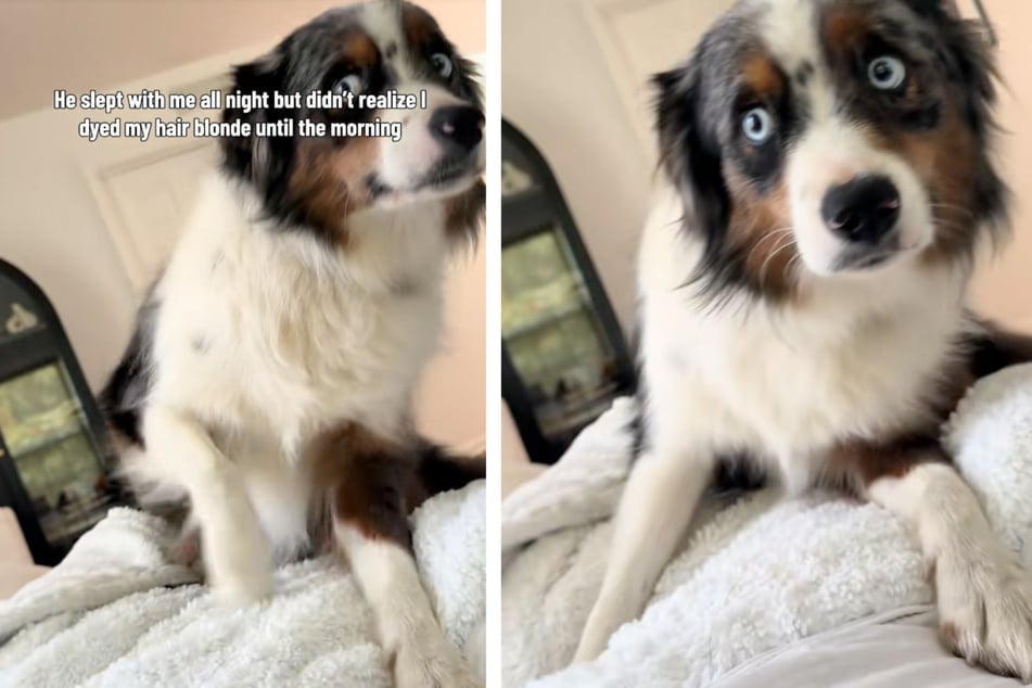 The four‑legged Dallas completely panicked when he saw his owner.