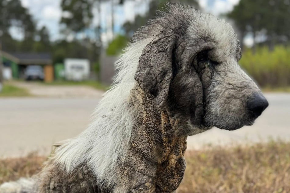 The dog's fur was almost completely gone, and he was extremely underweight.