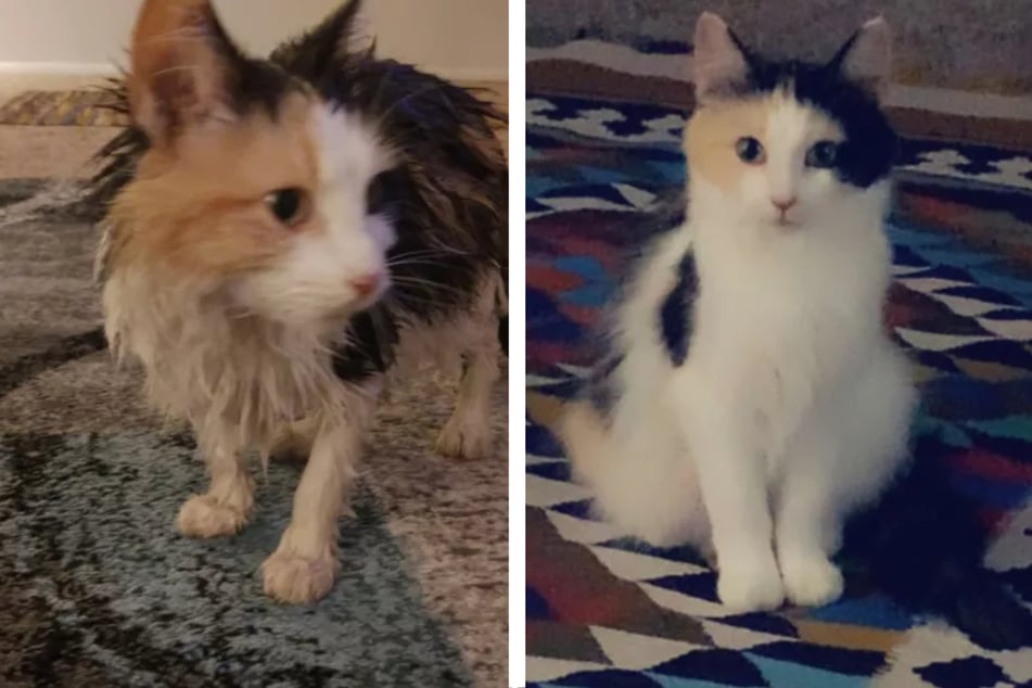 Cat rescued from rainy gutter makes remarkable transformation