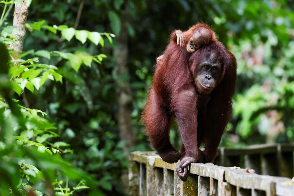 A female Bornean orangutan carries her offspring at a rehabilitation center in Sepilok, Malaysia.